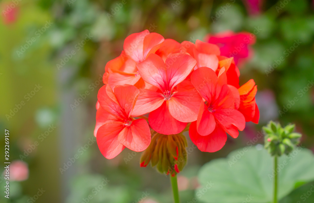 Beautiful orchid flower with natural background.