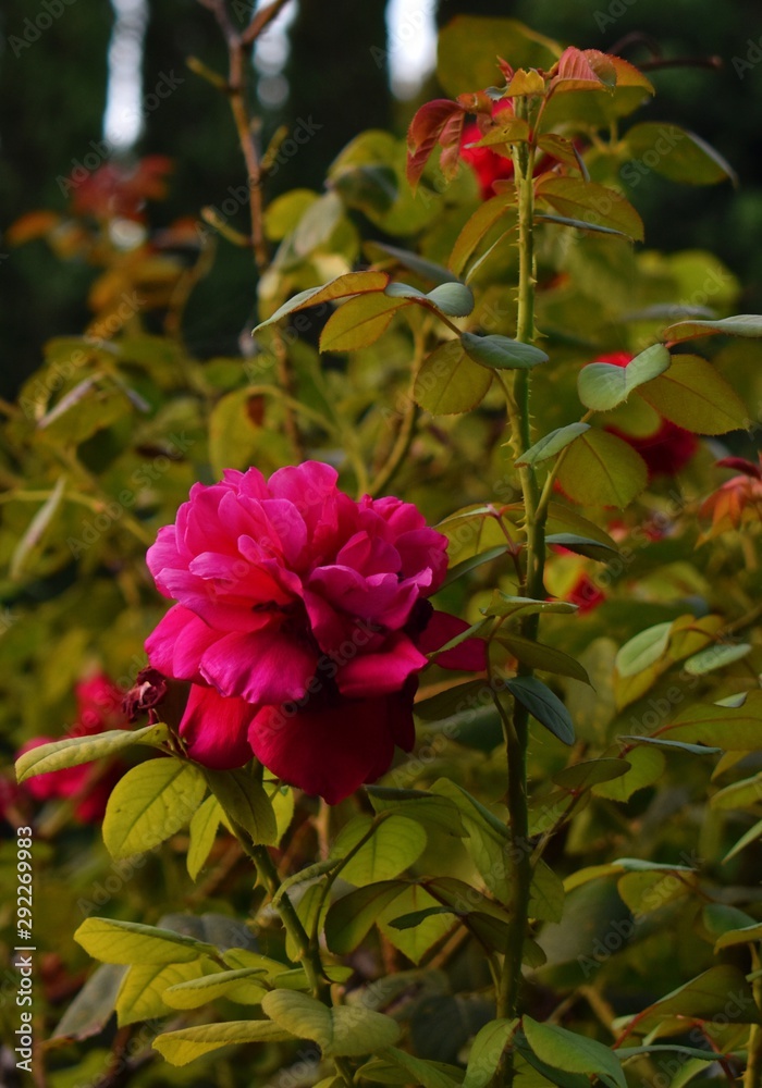 Red rose isolated green bushes blurred trees in background vintage romantic aesthetic Red rose isolated green bushes blurred trees in background vintage romantic aesthetic