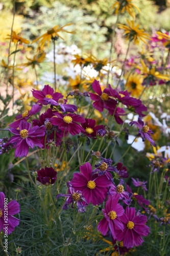 Purple and yellow flowers black eyed susans sunny garden blurred background many flowers