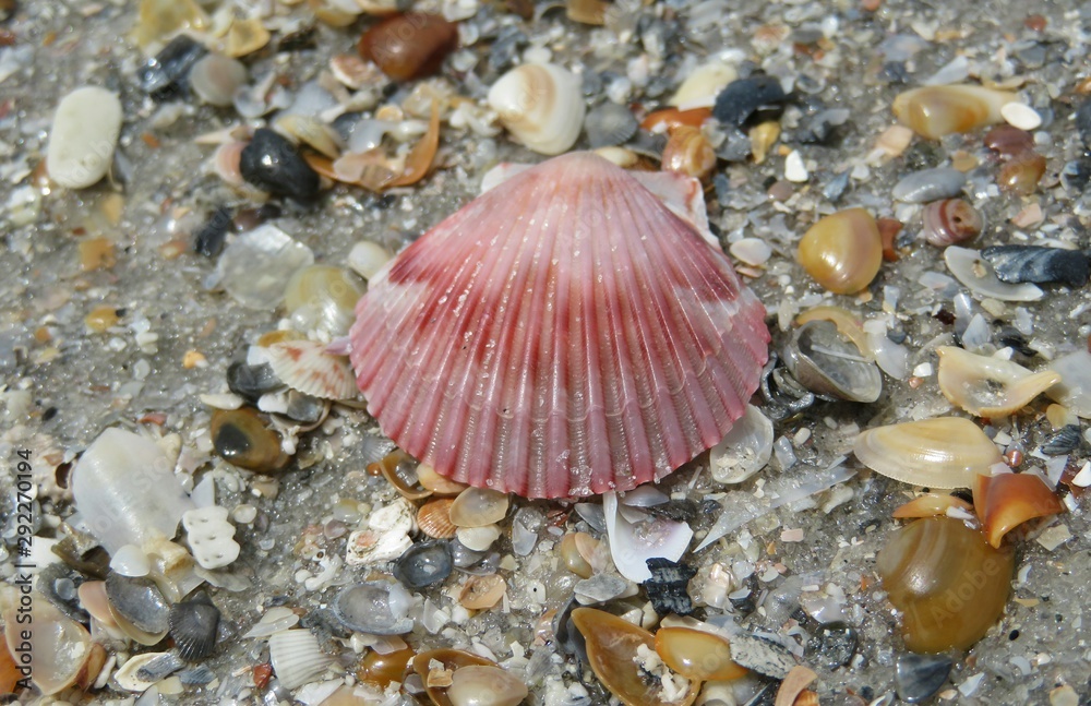 Beautiful pink seashell on the beach in Atlantic coast of North Florida Beautiful pink seashell on the beach in Atlantic coast of North Florida