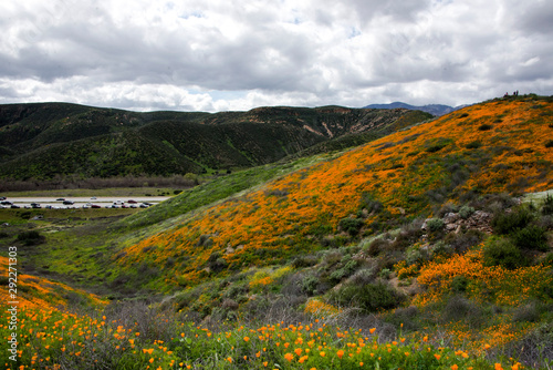 poppy super bloom in Walker Canyon in Lake Elsinore, Southern California