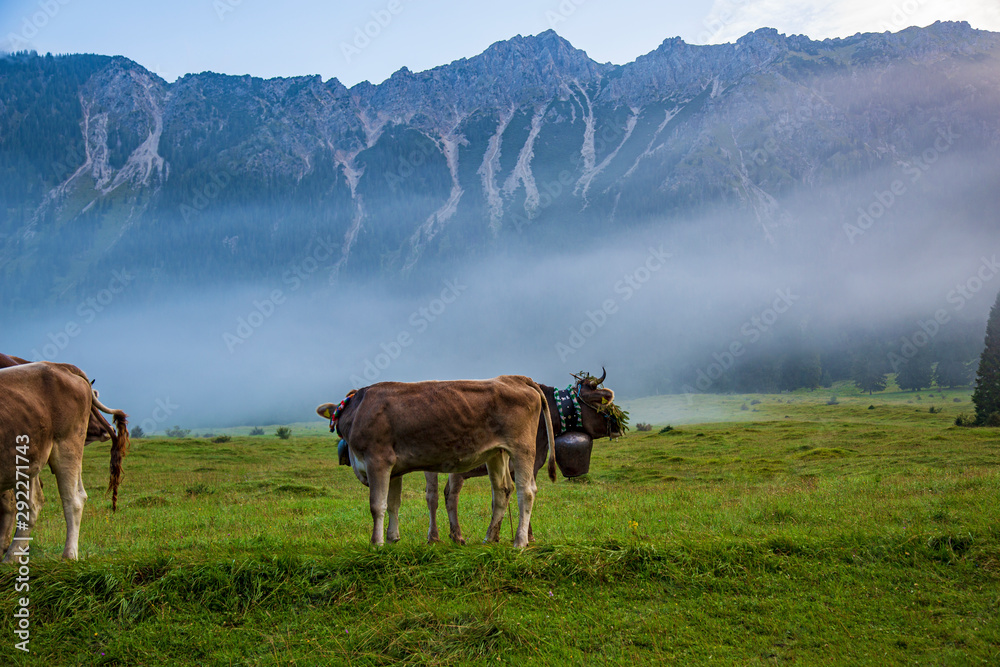 Kühe - Allgäu Nebel - Viehscheid - Berg