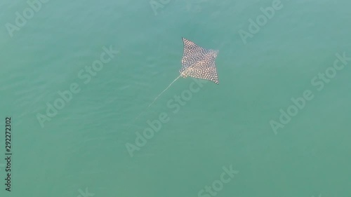 Stingrays Swimming in the Surface and Playing with the waves