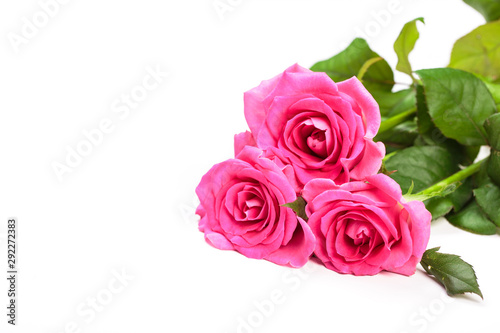 Beautiful rose flowers bunch isolated on white background