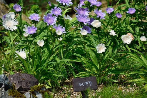 ストケシア 瑠璃菊 薄紫の花