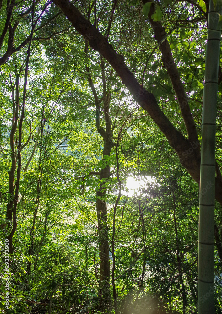 Naklejka premium 森林
