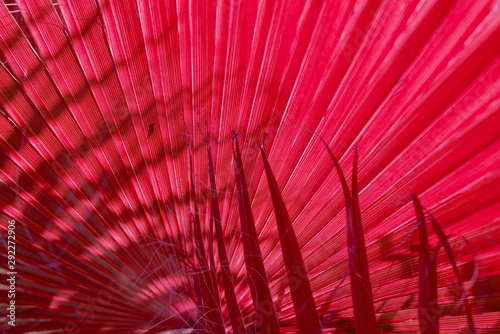 magenta corrugated texture of the palm leaves with shadows. abstract background. 