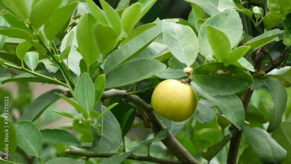 Lime green tree hanging from the branches of it Lime green tree hanging from the branches of it