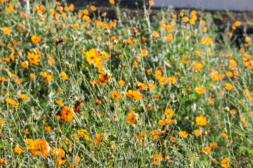 Orange daisies in sunny day