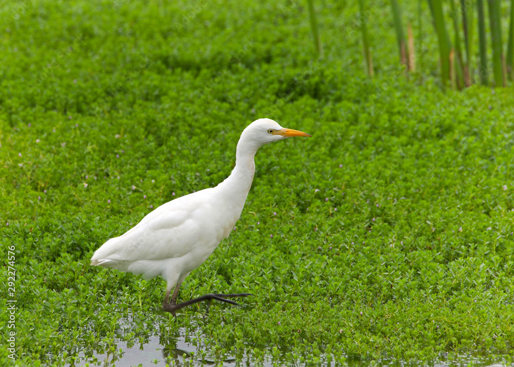 one Cattle Egret foraging for food in shallow marsh waters. The cattle egret nests in colonies, which are often found around bodies of water. one Cattle Egret foraging for food in shallow marsh waters. The cattle egret nests in colonies, which are often found around bodies of water.