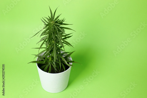 hemp Bush in a flower pot on a green background . Copy space .