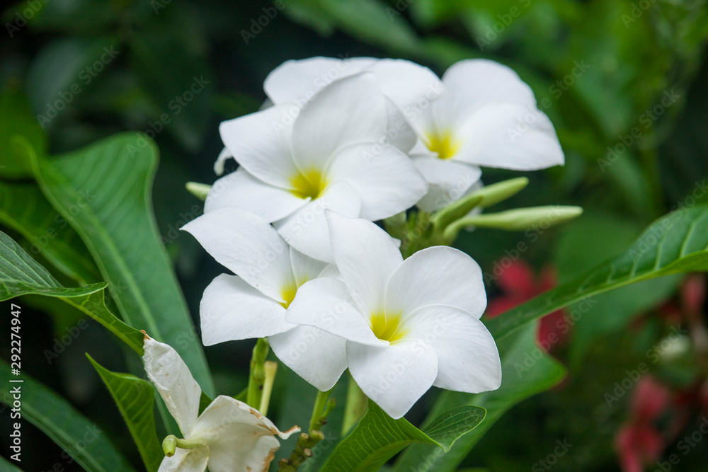 Obraz premium Frangipani Flower is blooming