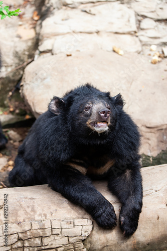 Asian great black bear. Danger, mammal.
