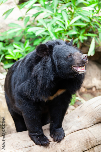 Asian great black bear. Danger, mammal.