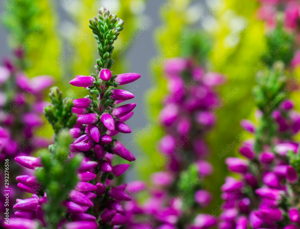 Macro photo of Calluna vulgaris, heath flower violet blossom Macro photo of Calluna vulgaris, heath flower violet blossom