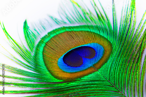 blue eye of peacock feather on white background