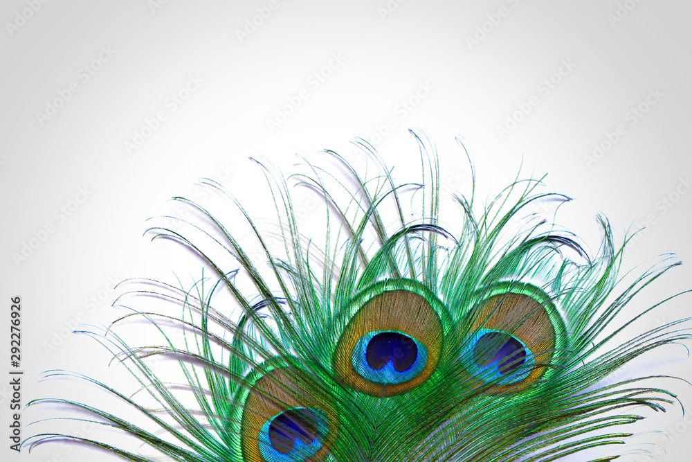 Obraz premium peacock feather isolated on white background