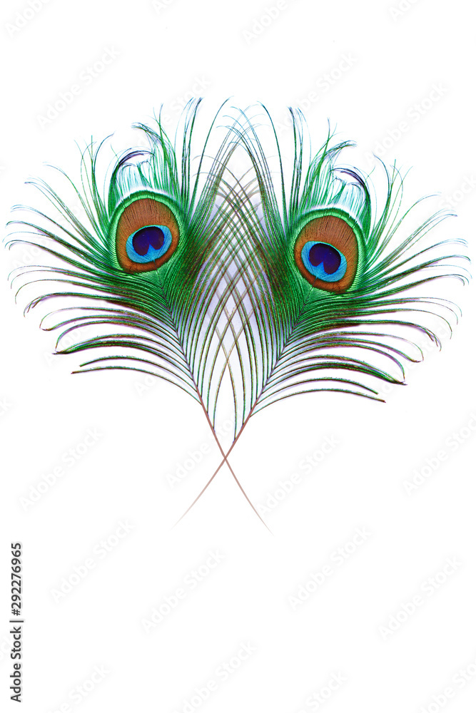 Obraz premium peacock feather isolated on white background