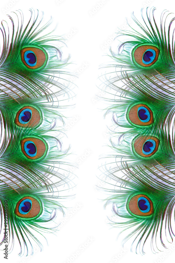 Obraz premium peacock feather on white background with copy space