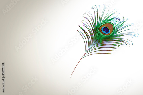 peacock feather on white background with copy space