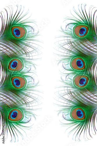 peacock feather on white background with copy space