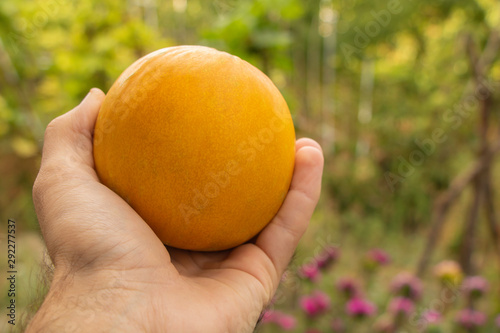 A small ripe melon in the hand