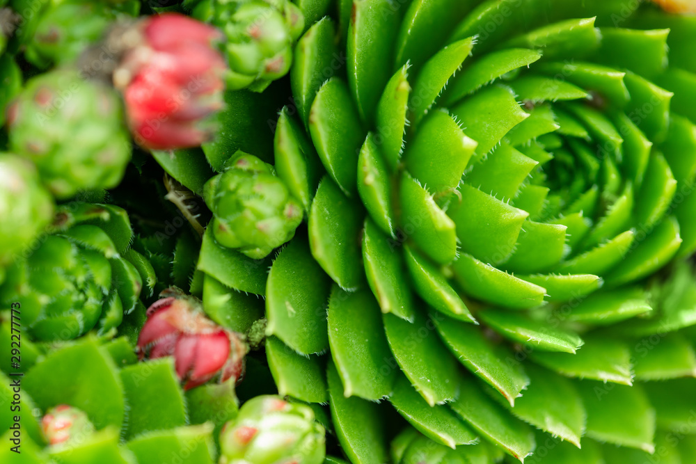 Top view. Collection of succulents in pots. Minimalistic home interior with composition of cactus and succulents . Stylish concept of home garden. Top view. Collection of succulents in pots. Minimalistic home interior with composition of cactus and succulents . Stylish concept of home garden.