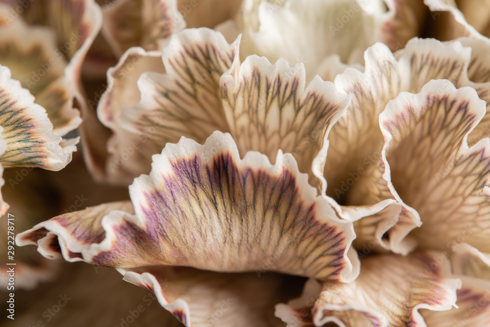 Petal of beige dyed Carnation, flower background. Dianthus caryophyllus. Spring flower pattern Petal of beige dyed Carnation, flower background. Dianthus caryophyllus. Spring flower pattern
