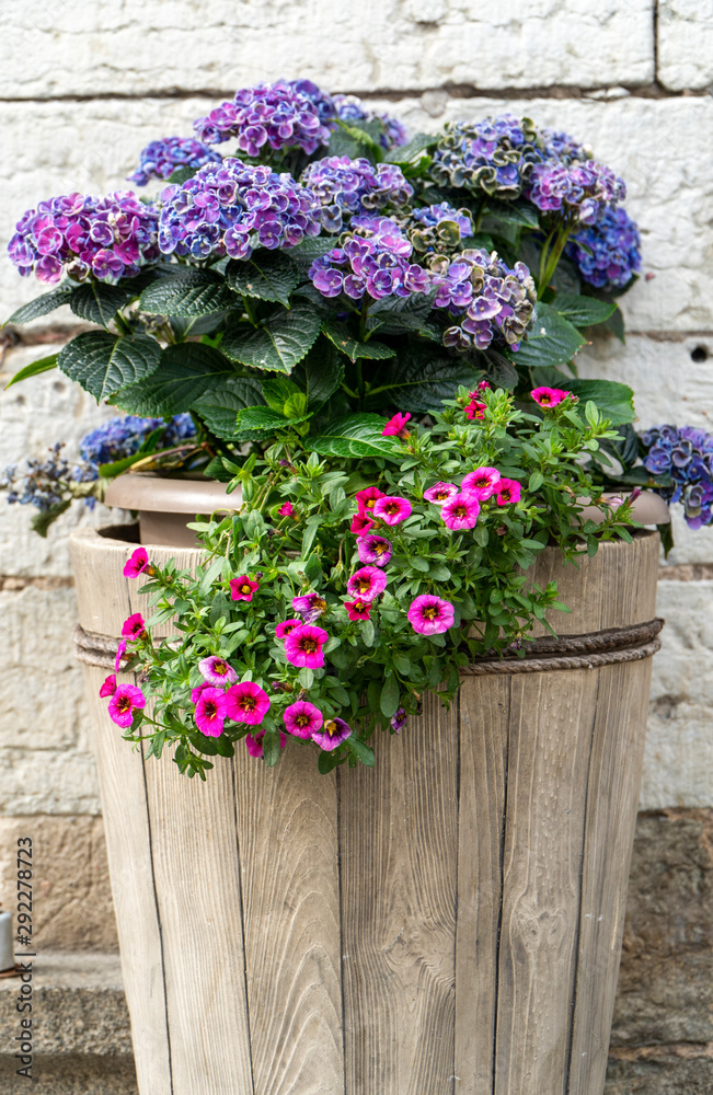 summer bright flowers with leaves in a large pot summer bright flowers with leaves in a large pot
