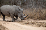 Large Dominant white rhino bull scent marking at a large dung midden