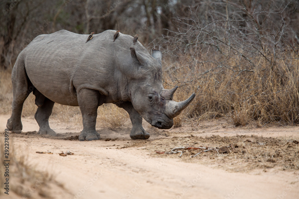 Obraz premium Large Dominant white rhino bull scent marking at a large dung midden