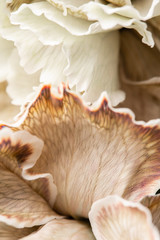 Ingelijste posters Meloenkleur Beige anjer bloemblad close-up  © malkovkosta