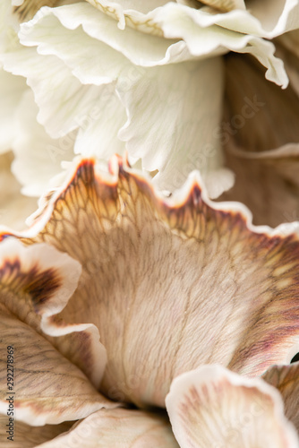 Close up petal of beige dyed Carnation, flower background. Dianthus caryophyllus. Spring flower pattern photo