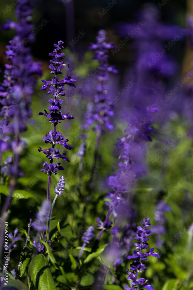 Obraz premium Selective focus on lavender flower in flower garden - lavender flowers lit by sunlight