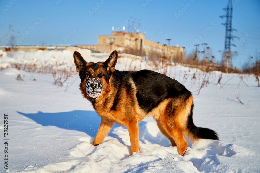 Dog German Shepherd in a winter day