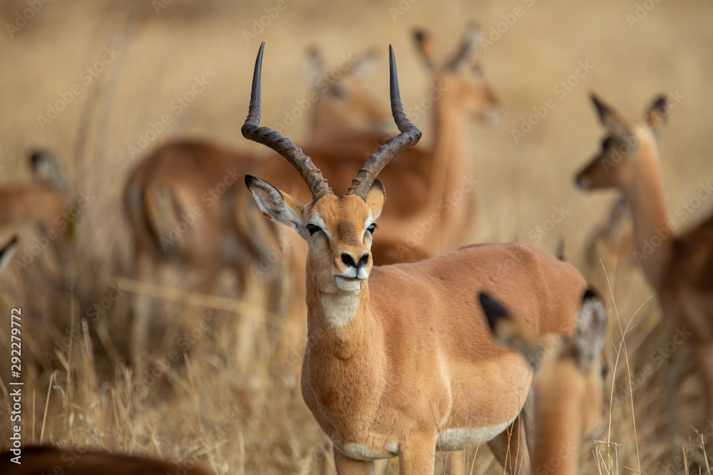 Naklejka premium Breeding herd of Impala with a dominant Ram 