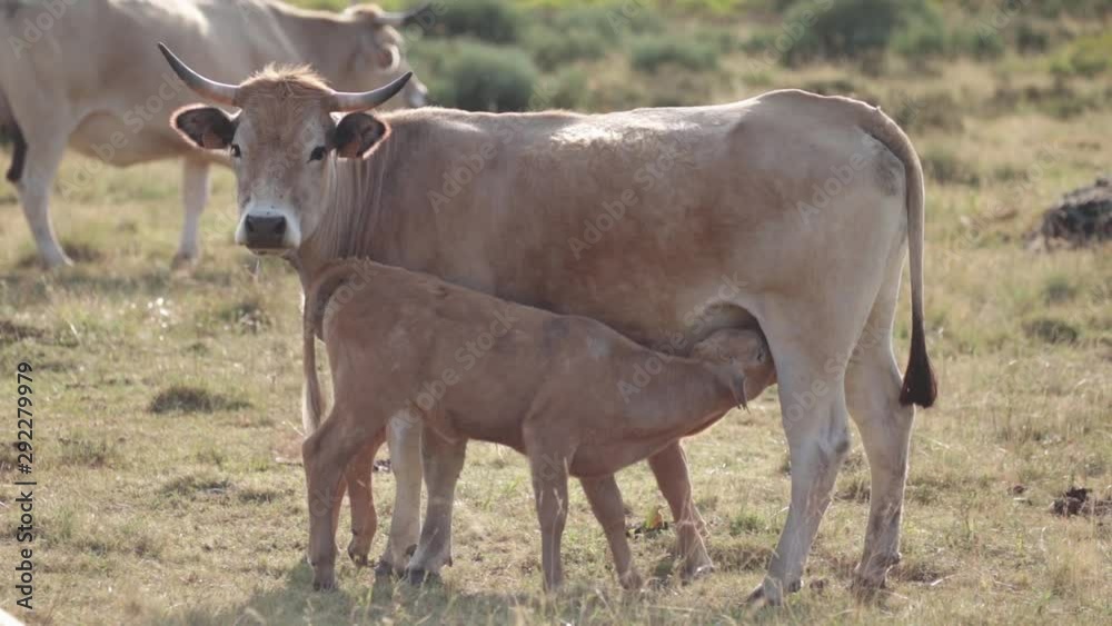 Aubrac cow looking at the camera, feeding her two small calves while the male grazes in the background. Aubrac cow looking at the camera, feeding her two small calves while the male grazes in the background.