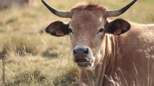 Portrait of a cute Aubrac cow looking at the camera while laying in a field. Lozère, France.