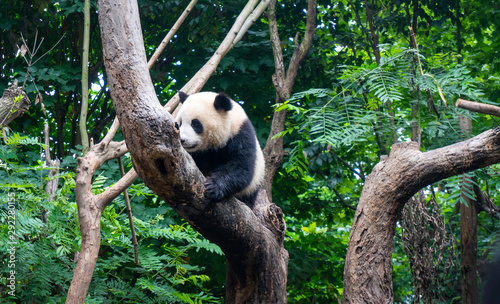 Panda in a nature reserve in China