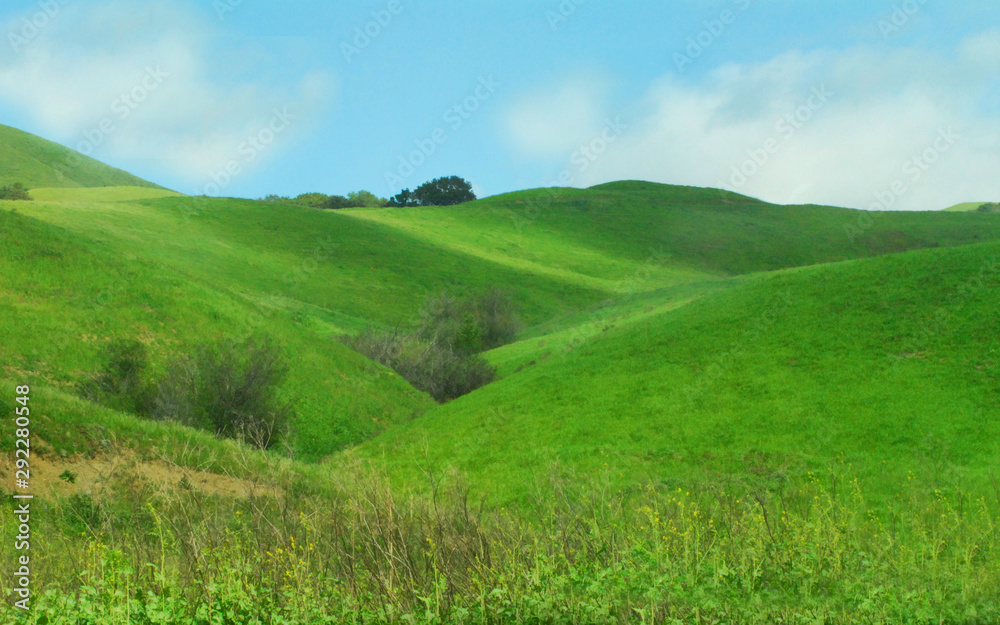 Fototapeta premium green field and blue sky