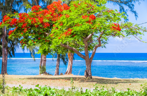 Flamboyant sur plage de Saint-Leu, île de la Réunion 
