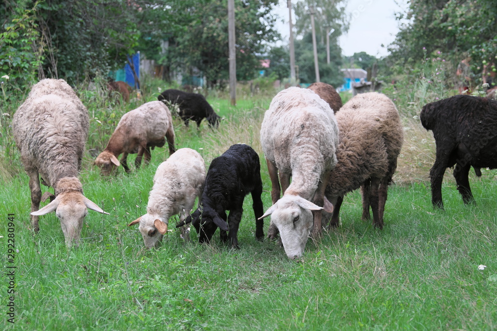 Obraz premium Sheep walks around the village and eat grass.
