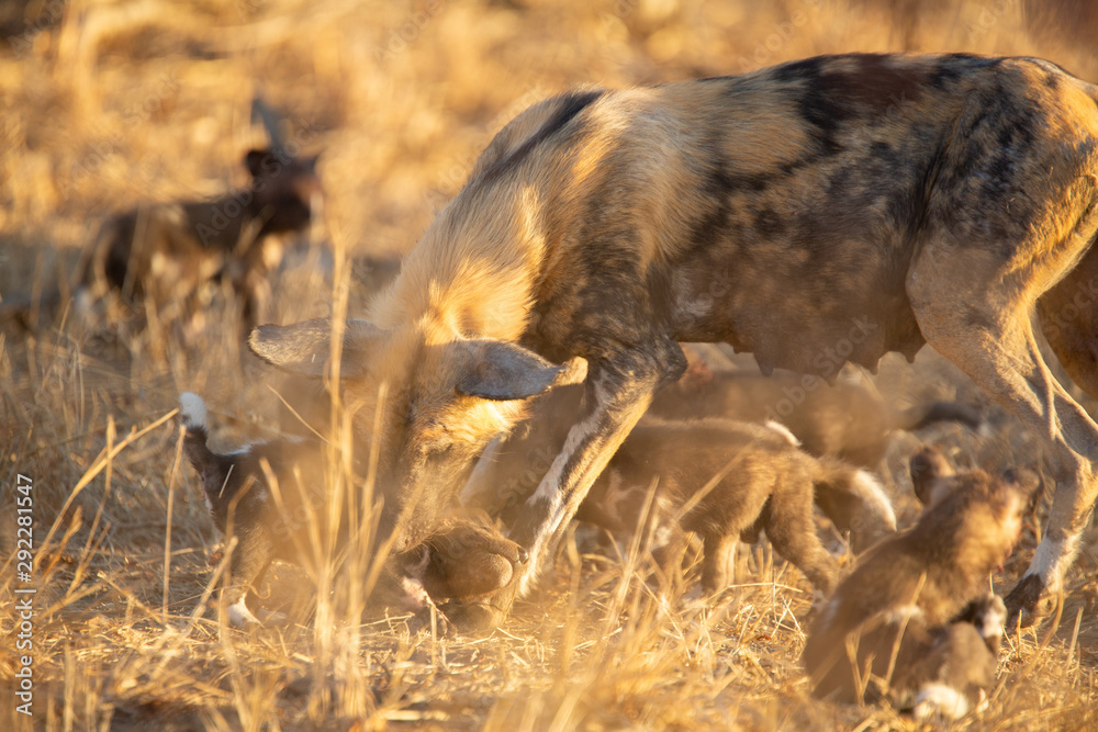 Fototapeta premium Pack of wild dogs with young puppies feeding and playing with female still full of milk