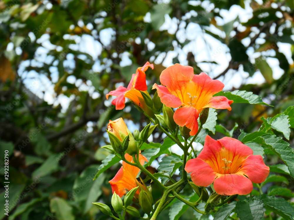 Obraz premium ノウゼンカズラ