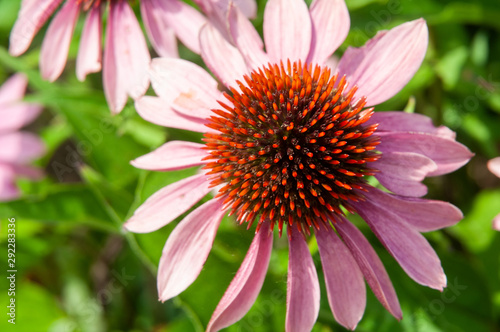 top view to flower head of echinacea purpurea photo