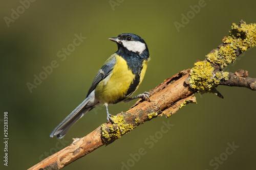 Single great tit sitting on tree branch