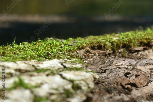 The texture of the wood overgrown with moss. Closeup photo