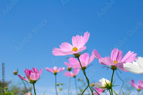 Fototapeta Naklejka Na Ścianę i Meble -  ピンクのコスモスの花と澄んだ青空