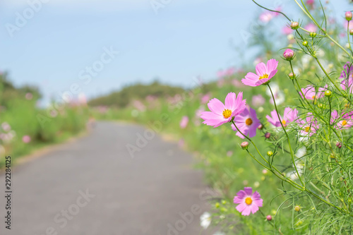 コスモスの咲く散歩道 © c11yg