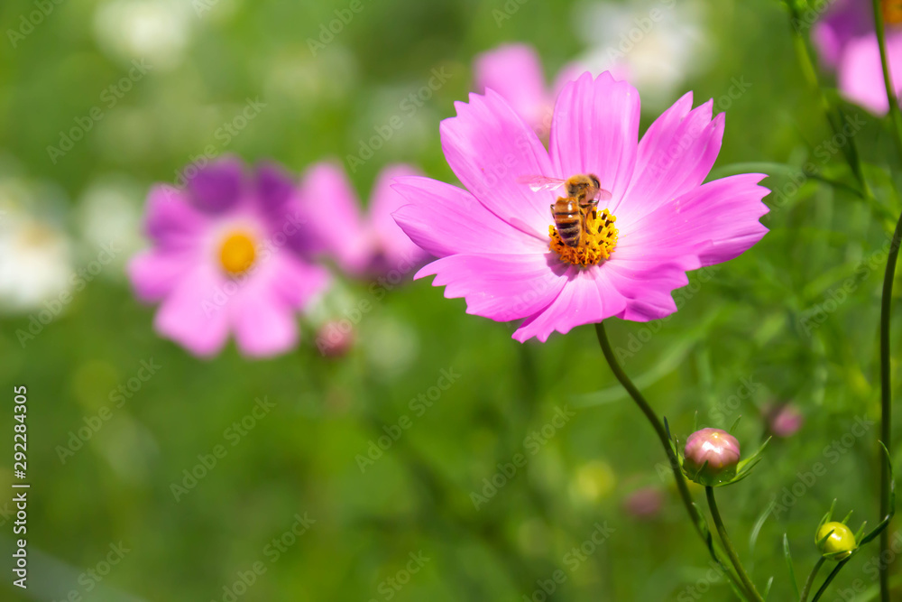 コスモスの花のクローズアップ